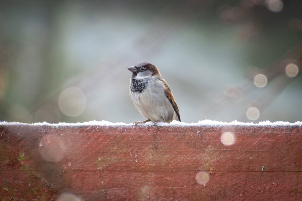 Small sparrow perched on a snow-dusted red wooden fence, surrounded by soft winter bokeh and muted background tones. Gentle focus and floating light circles create a calm, atmospheric feel.