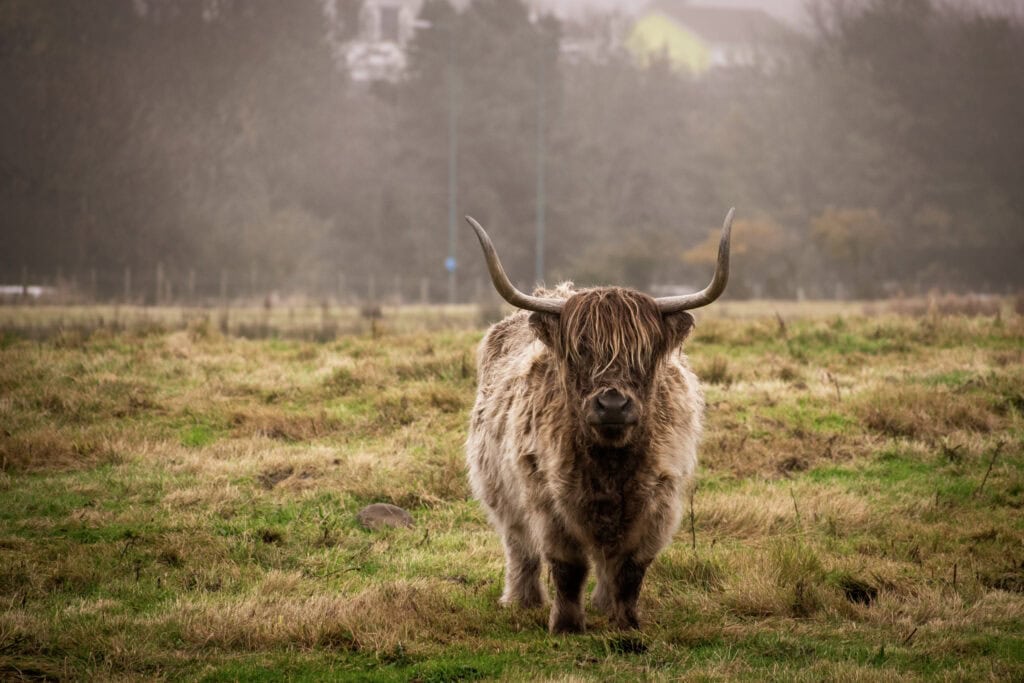 A highland cow standing in a grassy field with trees and a cloudy sky in the background.