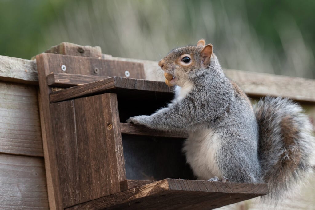 Grey squirrel perched at a wooden feeder, holding food in its mouth with one paw resting on the tray. Soft blurred background creates a natural woodland feel, with detailed fur and bright eye in sharp focus.