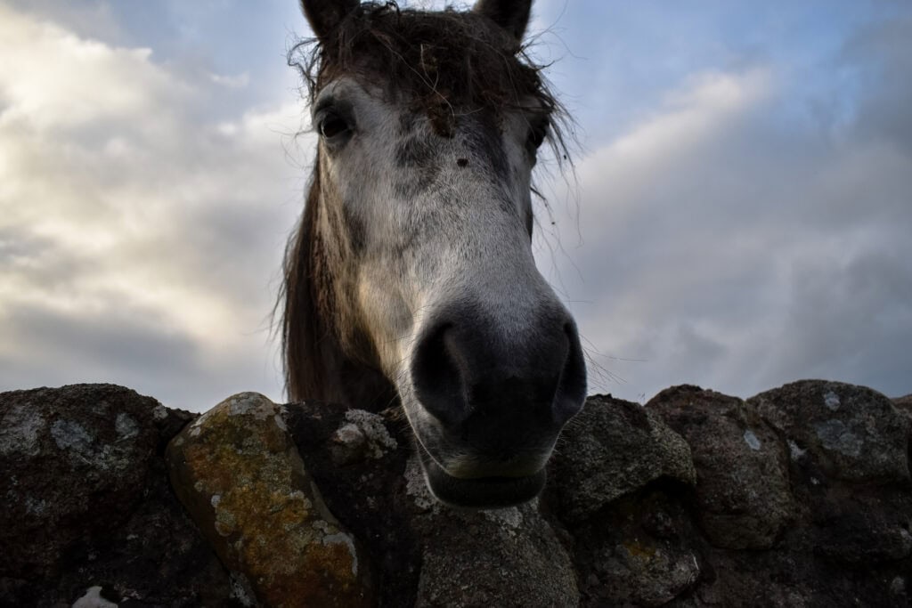 Close-up portrait of a grey horse peering over a weathered stone wall beneath dramatic cloudy skies. Low-angle perspective and soft natural light give the image a moody, curious atmosphere.