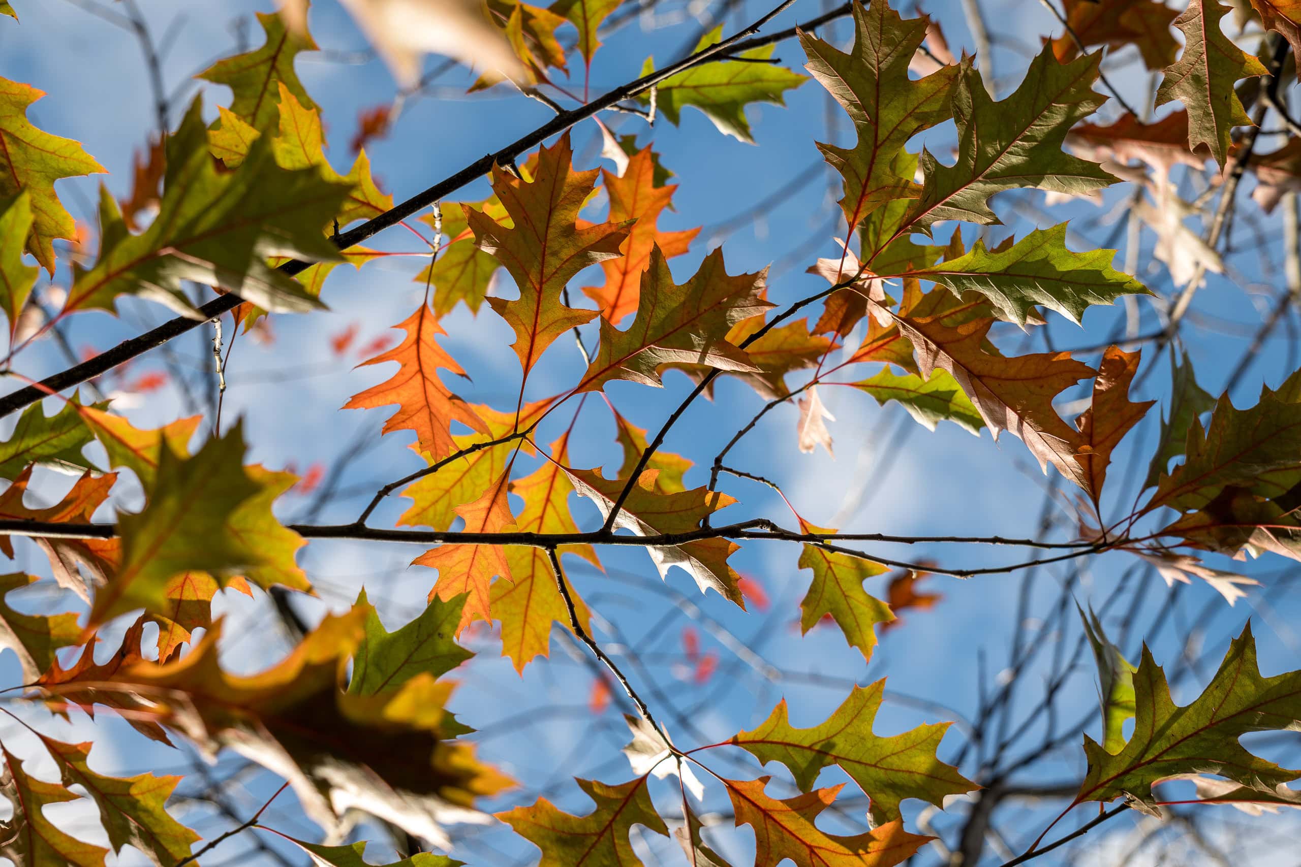 Autumn oak leaves against a bright blue sky with sunlight filtering through.