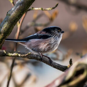 A bird perched on a branch in a natural woodland setting with soft lighting.