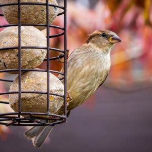 A sparrow feeding on bird seed in a metal feeder with autumn foliage background.