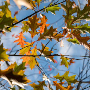 Autumn oak leaves against a bright blue sky with sunlight filtering through.